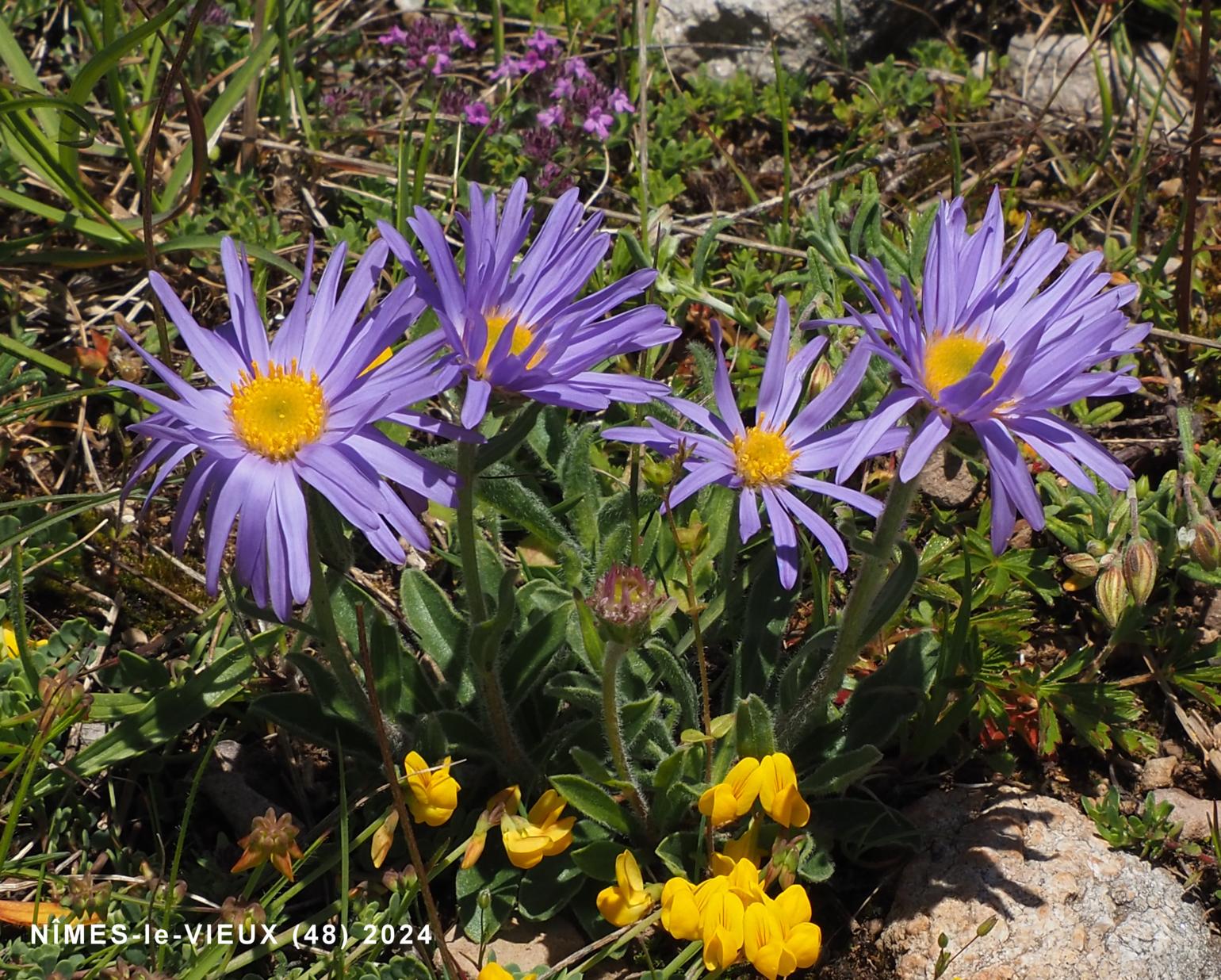 Aster, Alpine ssp Cevenol